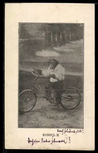 AK Schimpanse Konsul II auf einem Fahrrad