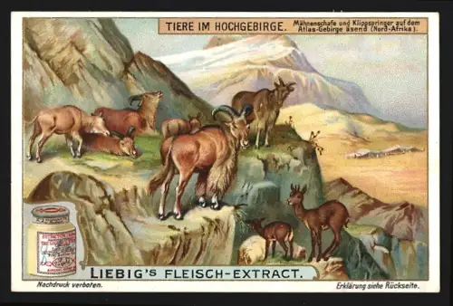 Sammelbild Liebig, Fleisch-Extrakt, Tiere im Hochgebirge, Mähnenschafe und Klippspringer auf dem Atlas-Gebirge
