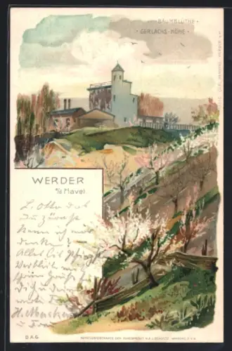 Lithographie Werder a.d. Havel, Baumblüte, Gerlachs-Höhe