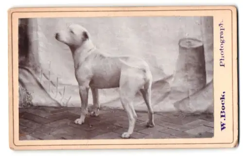 Fotografie Wilhelm Bock, Gaarden i. H., Porträt eines hellen Hundes mit wedelndem Schwanz