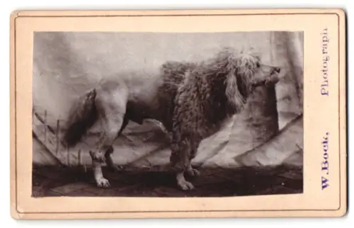 Fotografie Wilhelm Bock, Gaarden i. H., Halbgeschorener Hund in seitlicher Ansicht