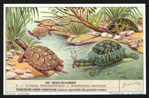 Sammelbild Liebig, De Schildpadden, Europese Moerasschildpad