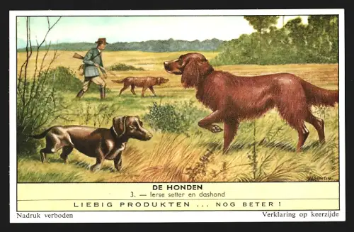 Sammelbild Liebig, De Honden, Ierse setter es dashond
