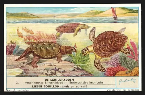 Sammelbild Liebig, De Schildpadden, Amerikaanse Bijtschildpad
