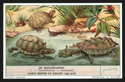 Sammelbild Liebig, De Schildpadden, Sternothaerus, Matamata