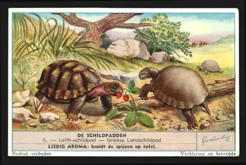 Sammelbild Liebig, De Schildpadden, Leith-schildpad, Griekse Landschildpad