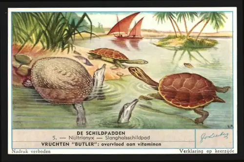 Sammelbild Liebig, De Schildpadden, Nijltrionyx, Schlanghalsschildpad