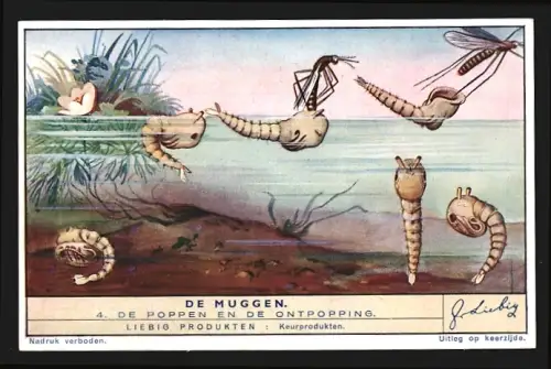 Sammelbild Liebig, De Muggen, De Poppen en de Ontpopping