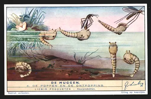 Sammelbild Liebig, De Muggen, De Poppen en de Ontpopping