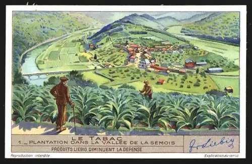 Sammelbild Liebig, Le Tabac, Plantantion dans la vallée de la Semois