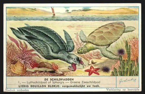 Sammelbild Liebig, De Schildpadden, Luthschildpad of Sphargis, Groene Zeenschildpad