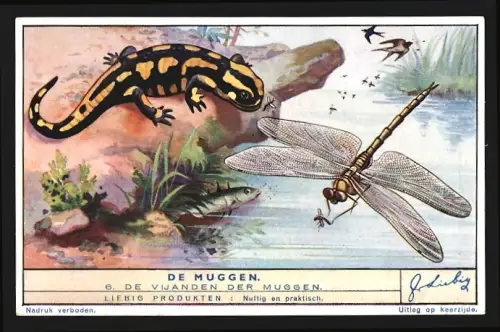 Sammelbild Liebig, De Muggen, De Vijanden der Muggen