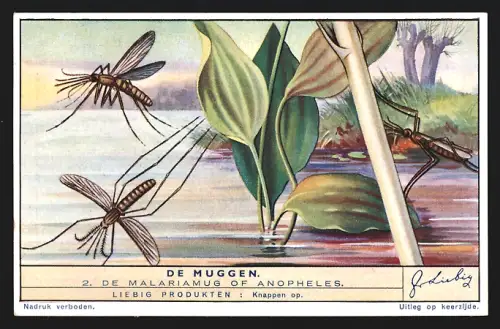 Sammelbild Liebig, De Muggen, De malariamug of Anopheles
