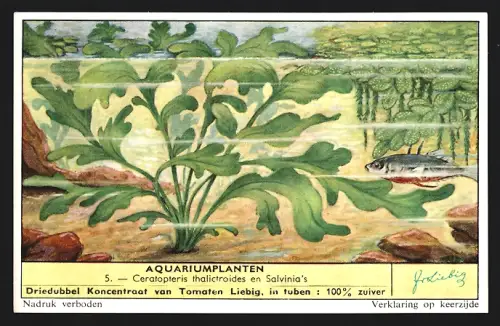 Sammelbild Liebig, Aquariumplanten, Ceratopteris thalictroides en Salvinia`s