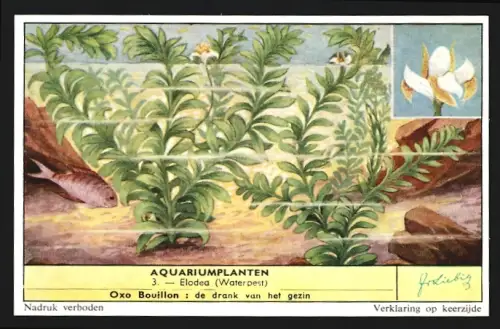 Sammelbild Liebig, Aquariumplanten, Elodea, Waterpest