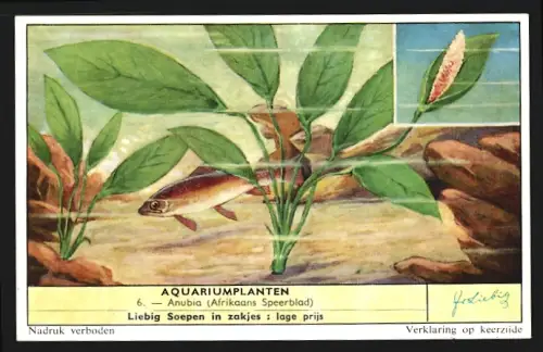 Sammelbild Liebig, Aquariumplanten, Anubia, Afrikaans Speerblad