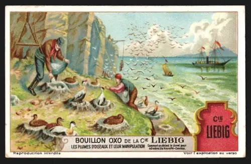Sammelbild Liebig, Comment un obtient le juvet pour edredons à la Nouvelle-Zemble