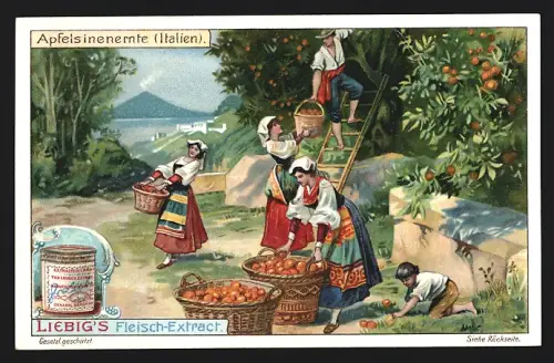 6 Sammelbilder Liebig, Serie Nr. 944: Kartoffelernte in Irland, Heuernte in der Schweiz, Weinernte in Frankreich
