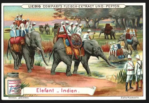 6 Sammelbilder Liebig, Serie Nr. 602: Lasttiere, Esel in Europa, Lama in den Anden, Maultier in Spanien, Dromedar