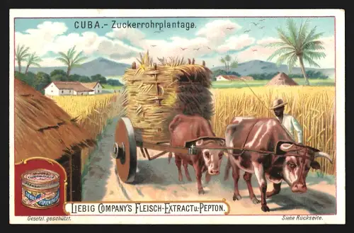 6 Sammelbilder Liebig, Serie Nr. 585: Cuba, Zuckerrohrplantage, Fischmarkt zu Habana, Tabakplantage, Santiago de Cuba