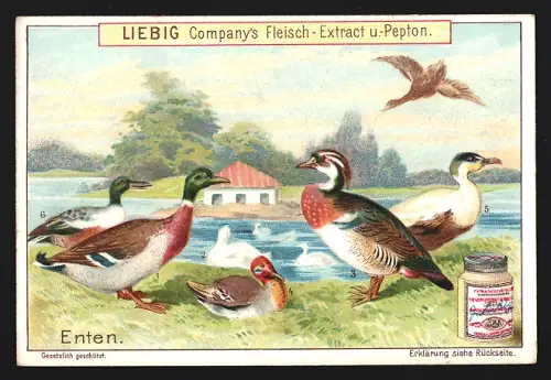 6 Sammelbilder Liebig, Serie Nr. 607: Enten, Gänse, Schwäne, Tauben, Pfauen und Fasanen, Truthühner und Perlhühner