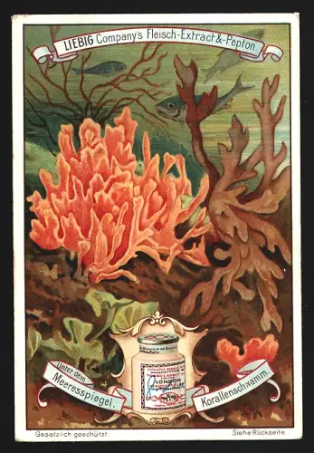 6 Sammelbilder Liebig, Serie Nr. 595: Unter dem Meeresspiegel, Kammsterne, Edelkorallen, Seerosen und Fadenrosen