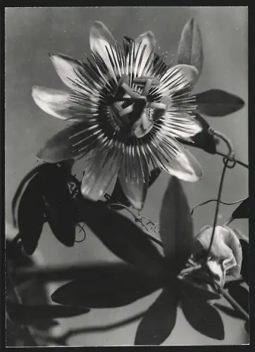3 Fotografien Walter Hahn, Dresden, Seerosen in voller Blüte, Detailaufnahme einer Blume