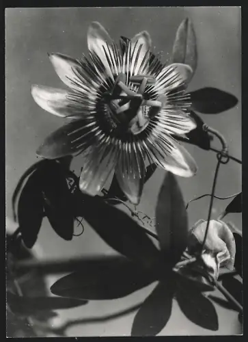 3 Fotografien Walter Hahn, Dresden, Detailaufnahme einer Blume in voller Blüte, mehrere Blüten nebeneinander