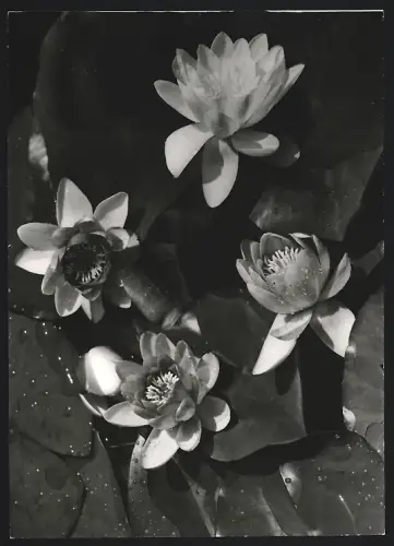 2 Fotografien Walter Hahn, Dresden, Vier Seerosen in voller Blüte, Pflanzendetail