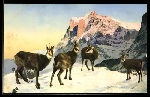 AK Gämsen im verschneiten Gebirge