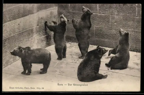 AK Bern, Bärengraben / Fosse aux Ours