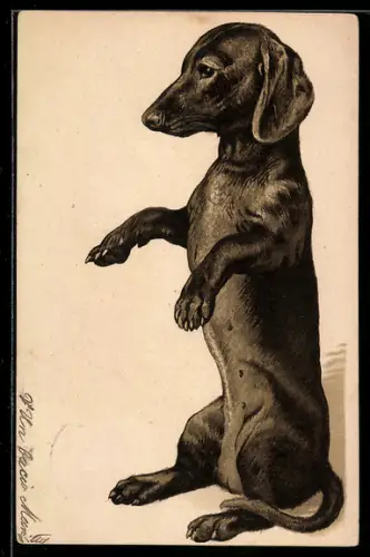 Lithographie Dackel macht Männchen