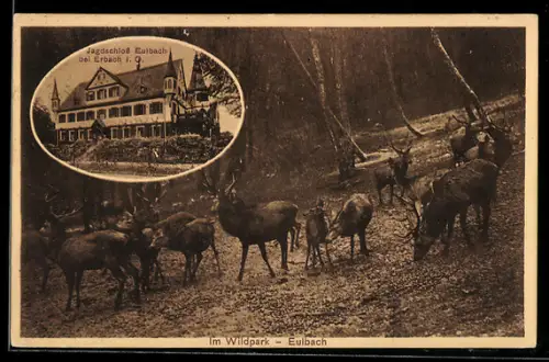 AK Erbach i. O., Jagdschloss Eulbach, Hirsche im Wildpark