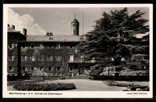 AK Bad Homburg v. d. Höhe, Schloss mit Zedernbaum