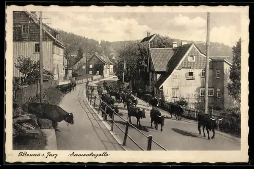 AK Altenau, Bergstrasse, Bauer mit einer Herde Bullen