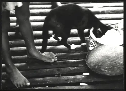 Fotografie Ansicht Malaysia, Niedliche Katze beim Essen