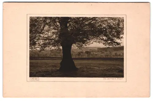 Fotografie Adalbert Defner, Ort unbekannt, Idyllische Landschaft mit Baum, Gummidruck auf Japan-Seidenpapier