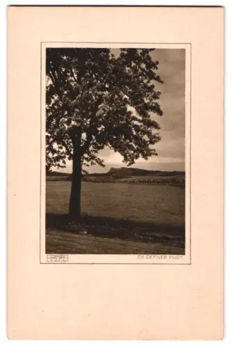 Fotografie Adalbert Defner, Ort unbekannt, Baum in voller Blüte, Gummidruck auf Japan-Seidenpapier