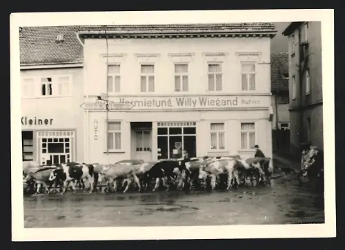 Fotografie Photo-Pfeiffer, Berlin, Ansicht Friedrichroda, Viehtrieb vor Autovermietung Willy Wiegand in der Hauptstrasse