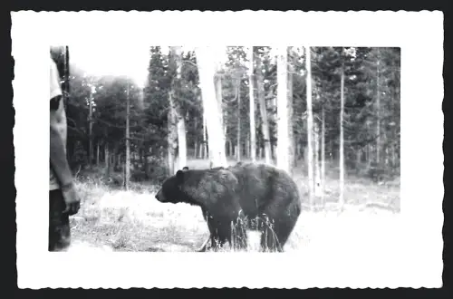 Fotografie Schwarzbär gefangen in einer Bärenfalle / Tellereisen