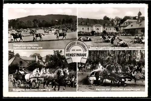 AK Dillenburg, Landgestüt Dillenburg, Hengstparade, Aufmarsch der Hengste, Erziehungsübungen, Schimmel-Vierzug