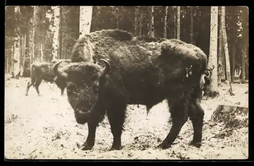 Foto-AK Bisons am Waldrand