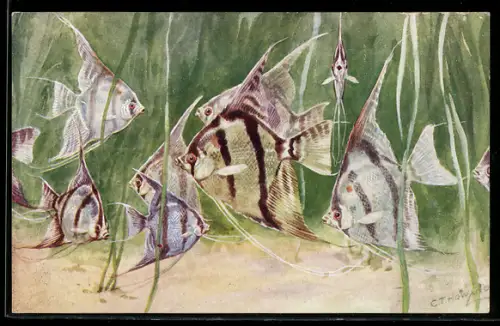 Künstler-AK C. T. Howard: London, Aquarium, Angel Fisch, Engelfisch