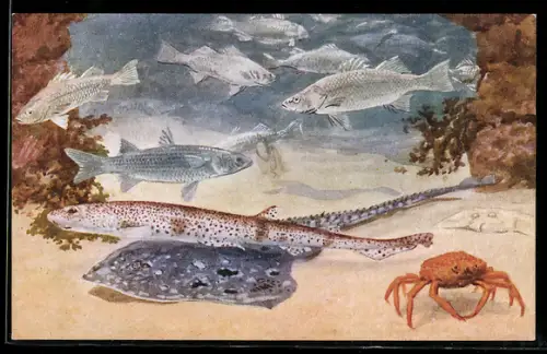 Künstler-AK London, Zoological Gardens - Aquarium, Bass, Grey Mullet, Dog Fish, Spotted Ray, Spider Crab, Fische