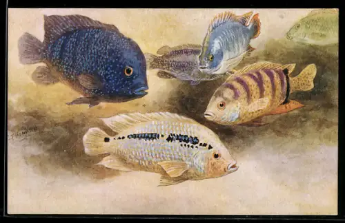Künstler-AK London, Zoological Gardens, Aquarium, Cichlids, Fische