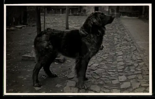 Foto-AK Hund mit Halsband, auf Pflastersteinen stehend