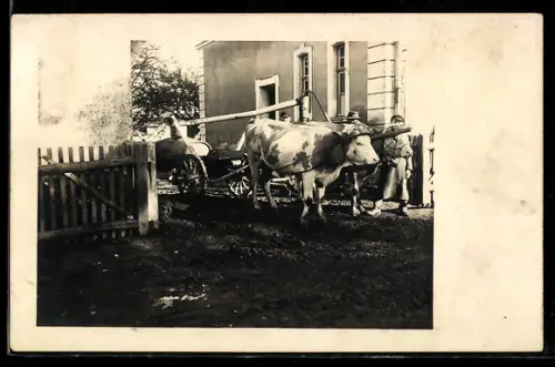 Foto-AK Ochsengespann mit Wagen vor einer Villa, Tank