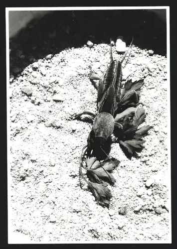 Fotografie K. Höbel, Sulzbach a. Ts., Maulwurfsgrille (Gryllotalpa gryllotalpa) gehört zur Familie der Heuschrecken