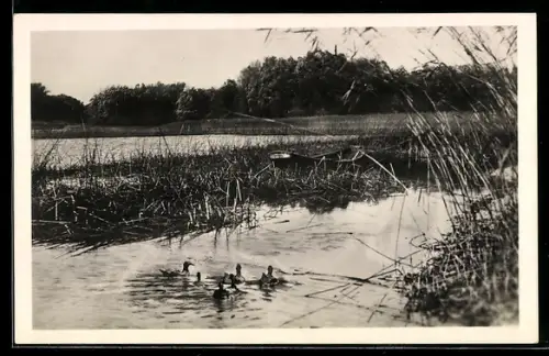 AK Städt. Lobau, Wildenten an der Panozzalacke