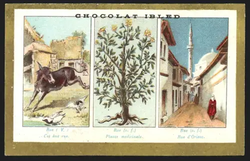 Sammelbild Chocolat Ibled, Paris, Rue du Temple 4, Esel und Enten, Verschleierte Frau in einer Strasse